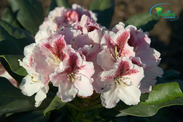 Rhododendron Herbstgrus